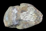 Rare, Ankylosaur Claw (Ungal) - Aguja Formation, Texas #76742-1